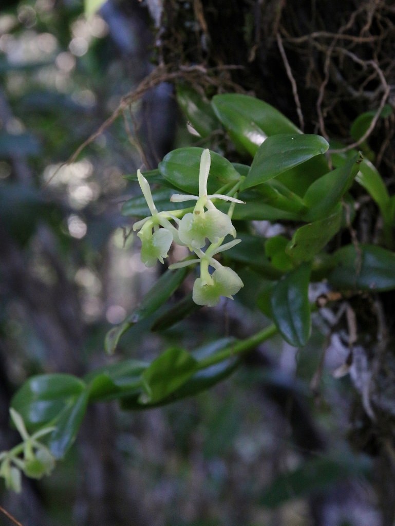 Epidendrum difforme